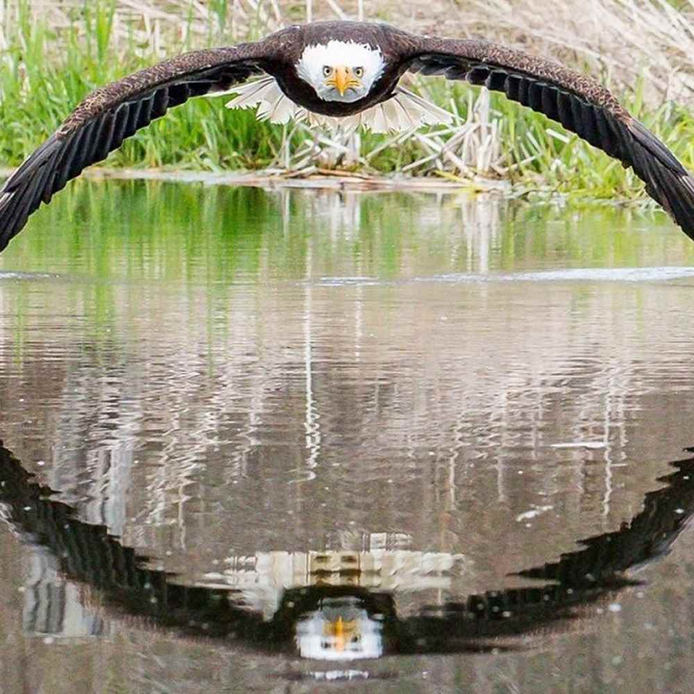 Canada, scatta foto incredibile all'aquila di mare testa bianca