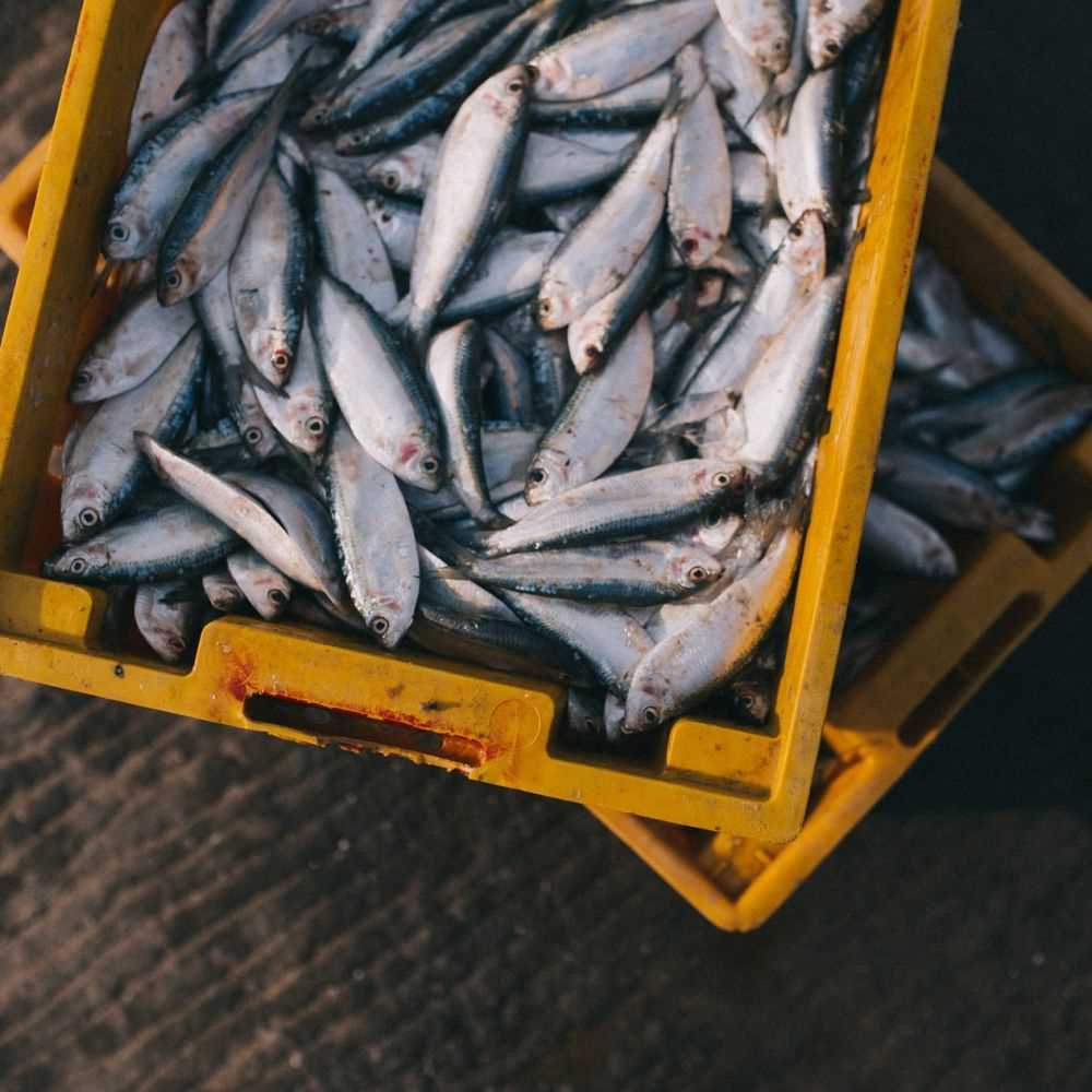 Coldiretti, stop a pesce fresco, scatta fermo pesca