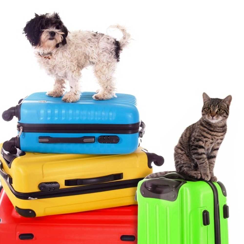 Coldiretti, un italiano su cinque in vacanza con gli animali
