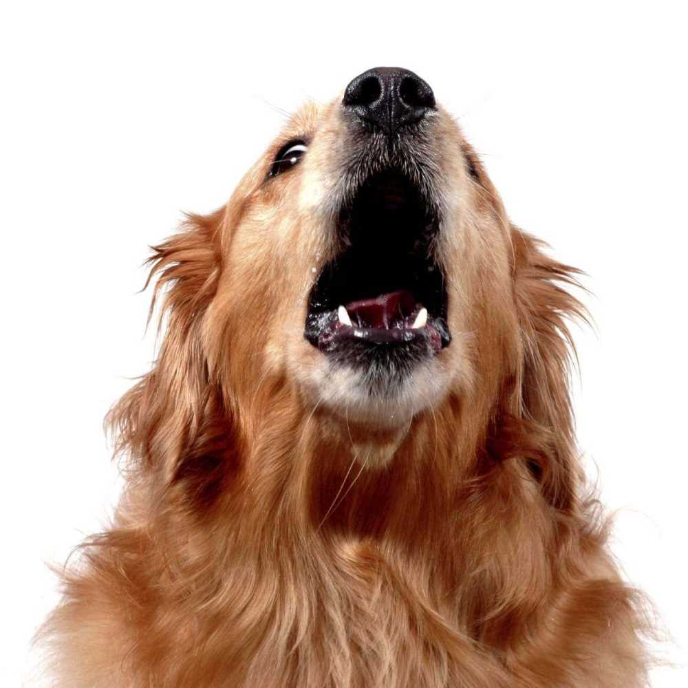 Imperia, sprangate tra vicini perché il cane abbaia