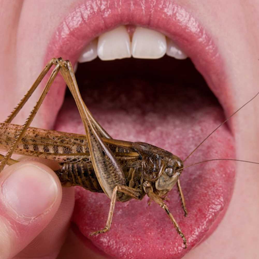 Insetti, quattro italiani su dieci sono pronti a mangiarli