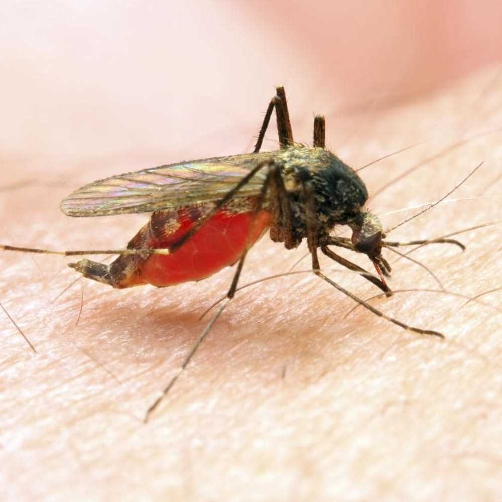 Malaria, in Malawi, Ghana e Kenya arriva il primo vaccino