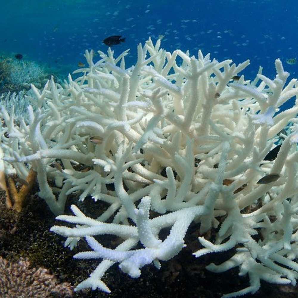 Maldive, progetto di ascolto del mare, per salvare i coralli