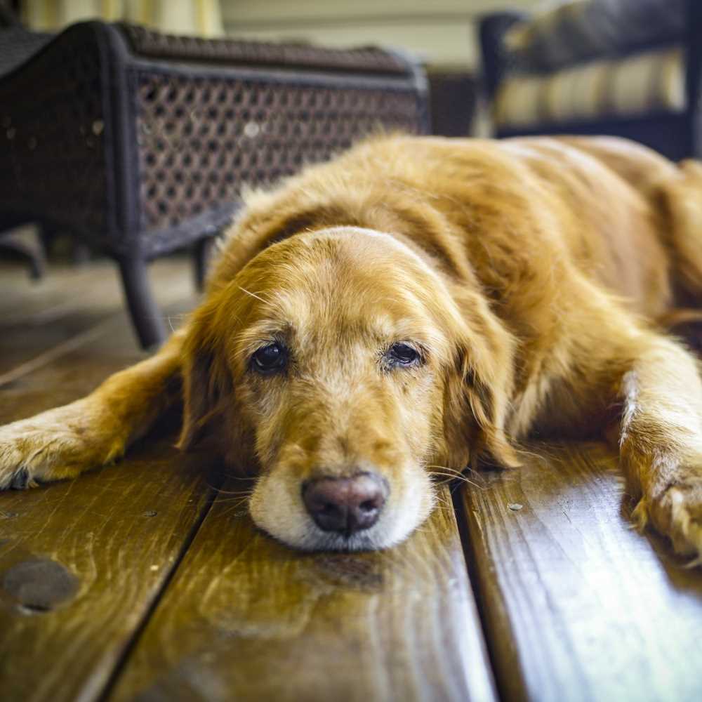 Nasce il primo ospizio per cani che hanno perso il padrone