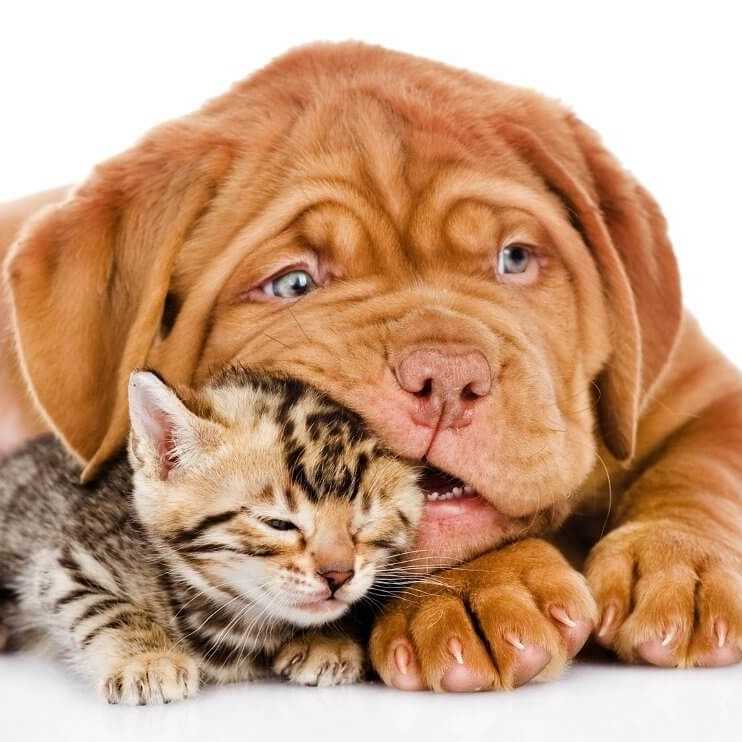 Più di un milione e mezzo di Italiani ha assicurato cani e gatti