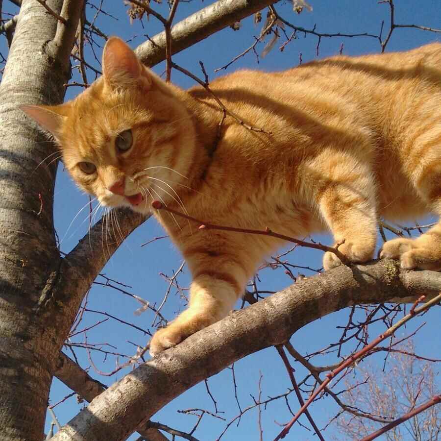 Rovigo, il gatto Rossini apre il convegno sulla sanità
