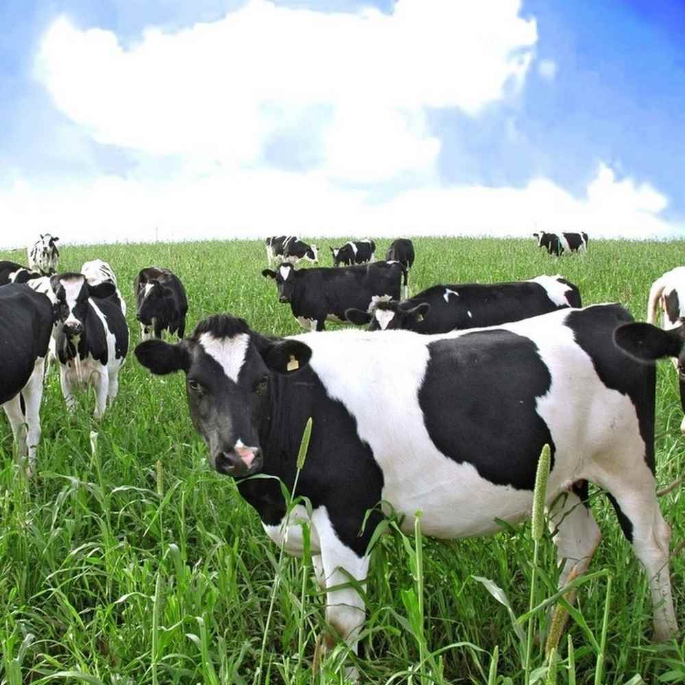 Stress da caldo per le mucche, produzione di latte -10%