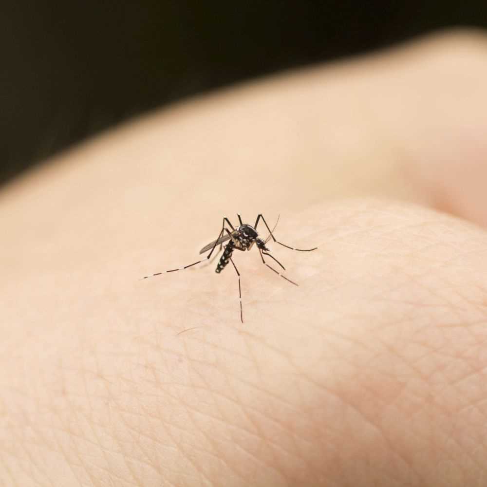Un gene spinge le zanzare a pungere solo alcuni tipi di persone