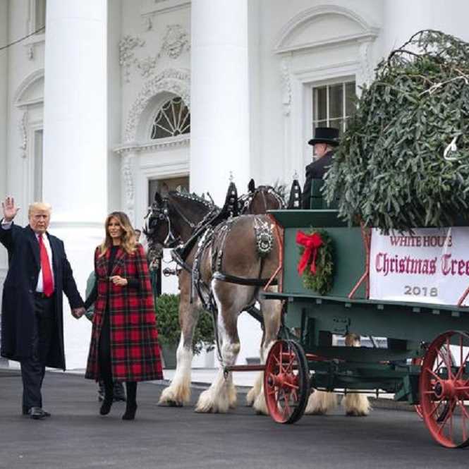 Usa, Natale alla Casa Bianca, è arrivato l'albero