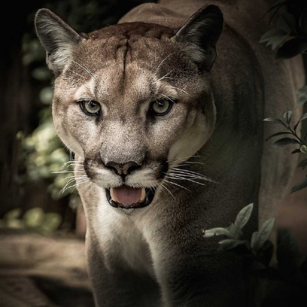 Usa, puma attacca uomo, lui lo strangola a mani nude