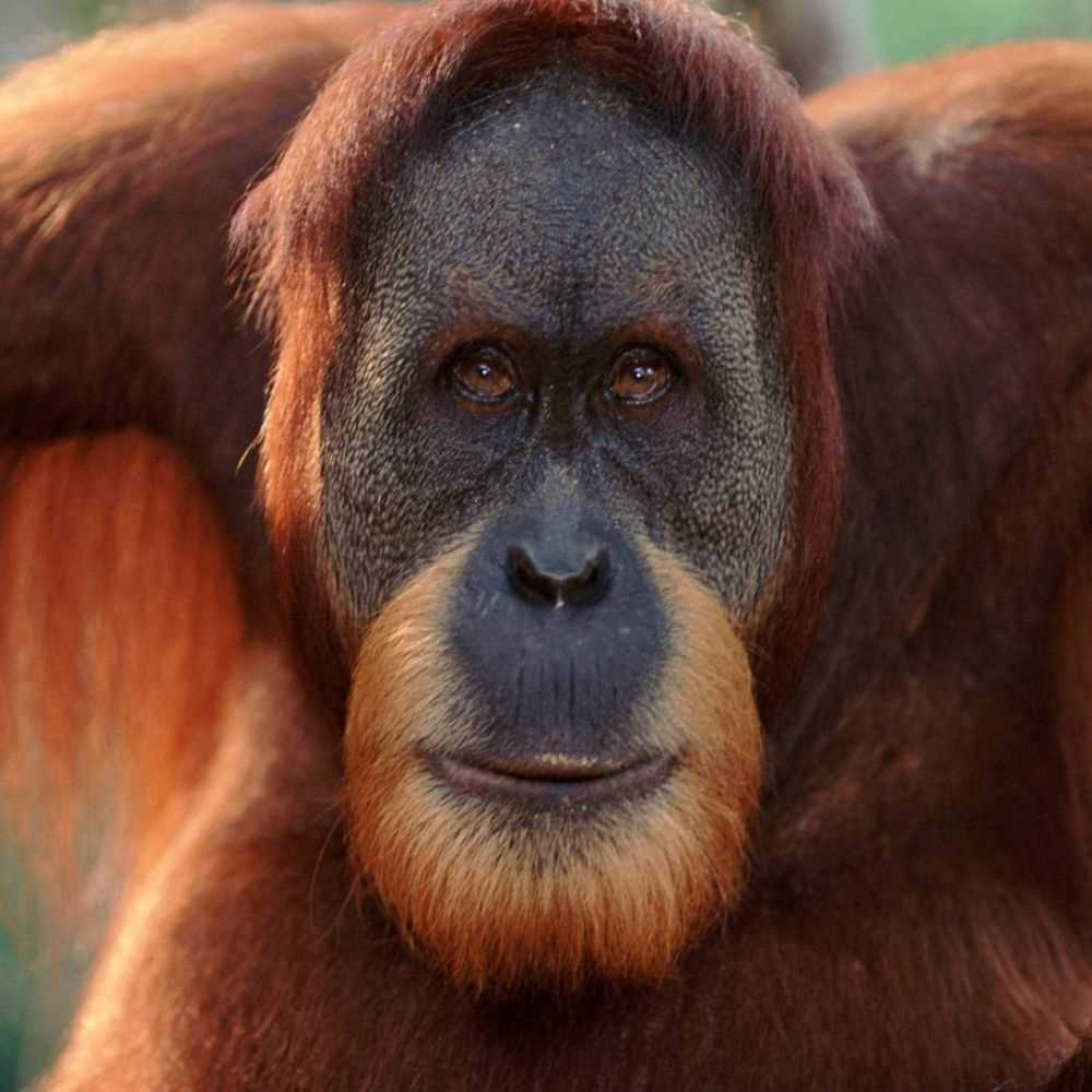 Wwf lancia nuova iniziativa per adottare madri e cuccioli