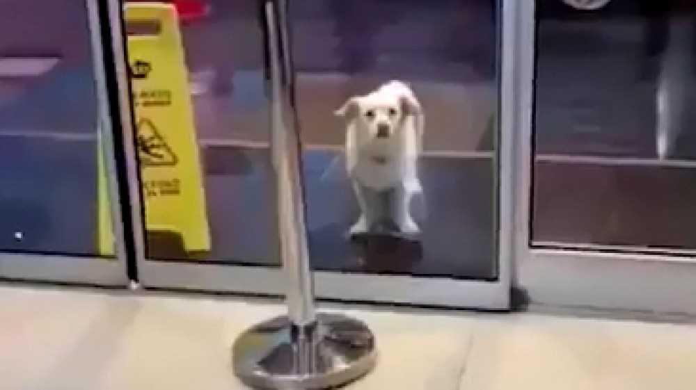Un cane aspetta per giorni il suo padrone davanti all'ospedale fino a che non guarisce, è accaduto in Turchia
