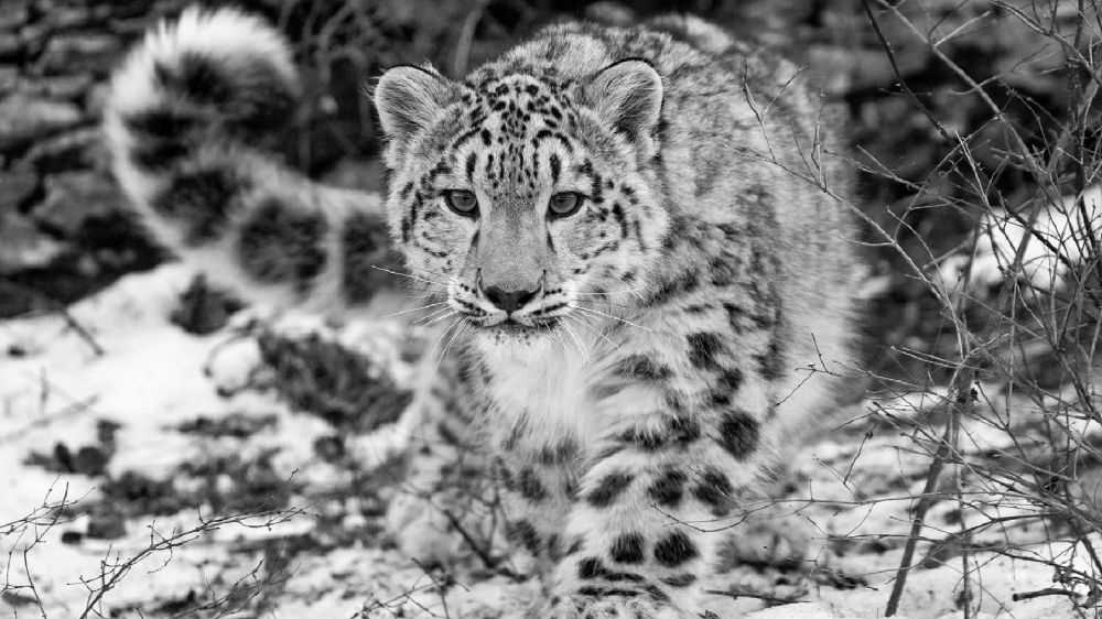 Animali, sos leopardo delle nevi, solo 4mila esemplari