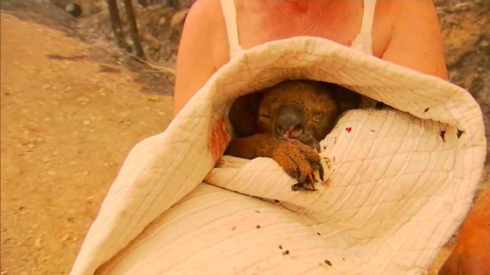 Australia, strage di koala negli incendi