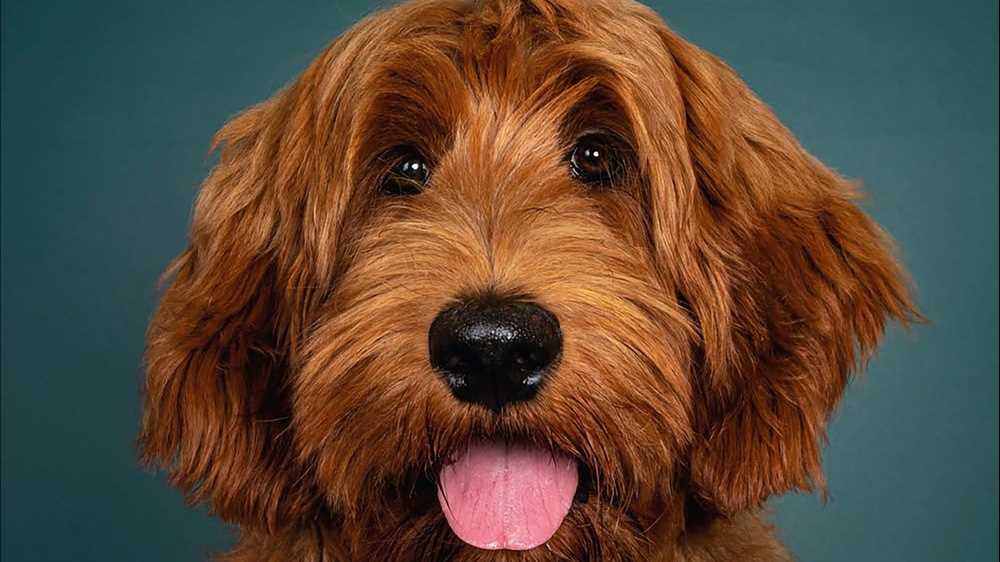 C’è un mondo oltre la coda che scodinzola, storie ed esperienze per imparare a capire il proprio cane: Antonio Puccio ci porta dietro le quinte del suo libro