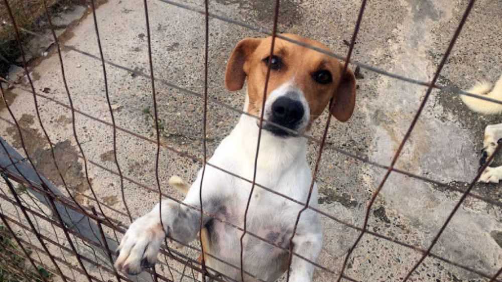 Castellammare del Golfo, sconto sulla tassa rifiuti per chi adotta un cane