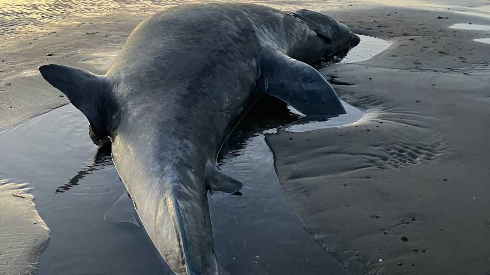 Due turisti italiani aggrediti da uno squalo nel Mar Rosso; uno è morto, l'altro è ferito