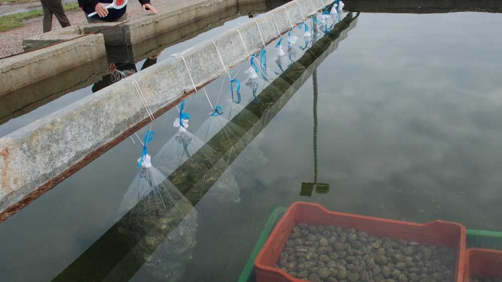 Epatite A a Napoli, allarme dell'Asl per la diffusione del virus, ordinanza del sindaco Manfredi