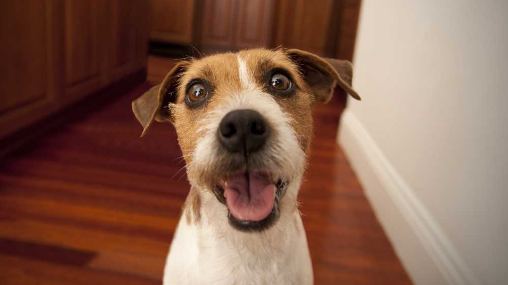 Estate in viaggio con cani e gatti, i consigli per una vacanza sicura
