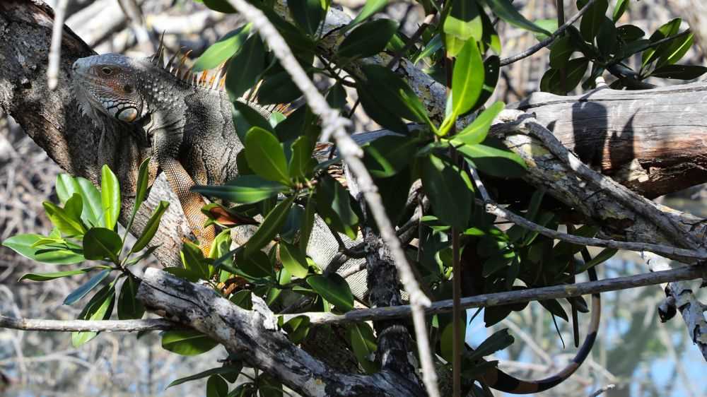 Freddo in Florida, allerta iguane che cadono da alberi