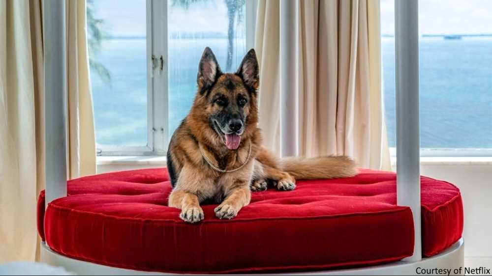 Günther VI: il pastore tedesco italiano che comanda la classifica degli animali più ricchi del mondo