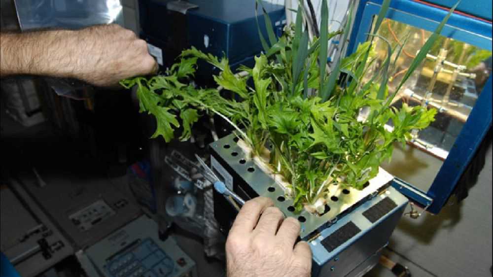 In Italia il primo laboratorio di ricerca sulle piante spaziali