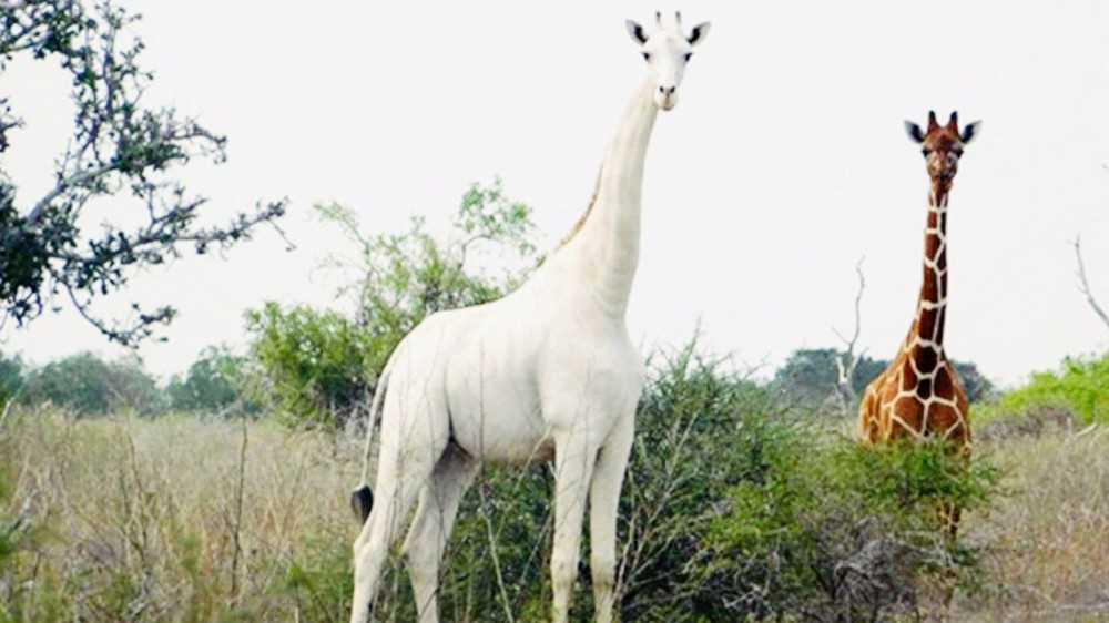 Kenya, l’ultima giraffa bianca al mondo è protetta da un dispositivo gps che la difende dai bracconieri
