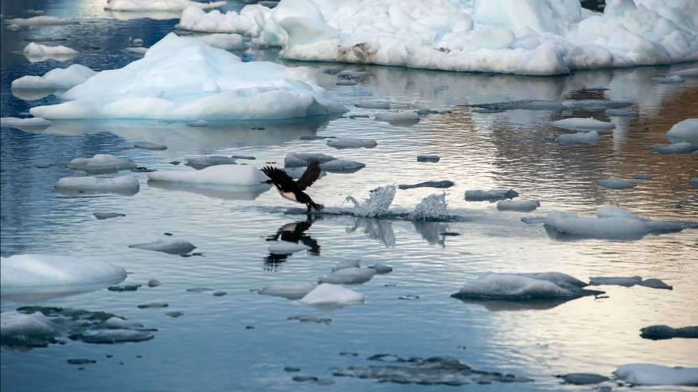 La Terra cambia, nuovi habitat rimpiazzano i ghiacciai
