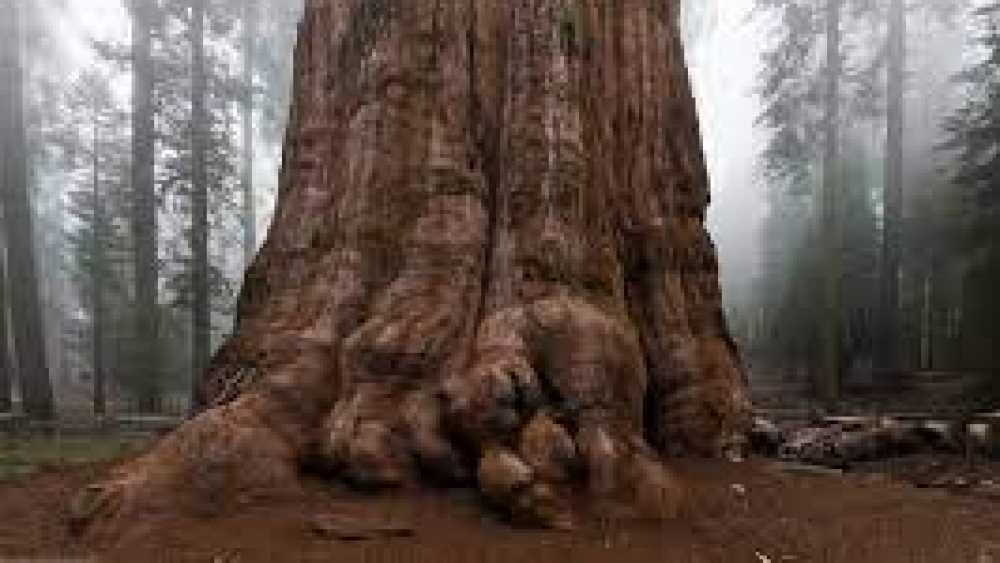 L’albero più alto della Cina si trova in Tibet , raggiunge un’altezza di ben 76,8 metri, si tratta della pianta più alta della Cina continentale