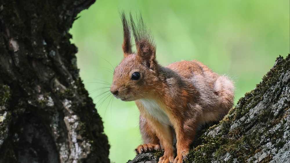 Lo strano fenomeno degli scoiattoli che fumano sigarette elettroniche