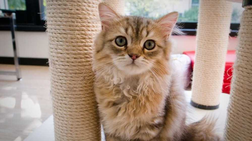 Oggi, 17 febbraio, si celebra la giornata nazionale del gatto, compagno inseparabile per milioni di italiani