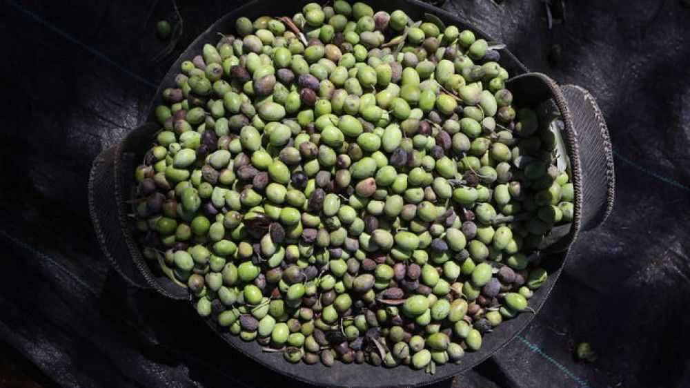 Oggi è la Giornata mondiale dell'alimentazione, in corso maratona globale Onu
