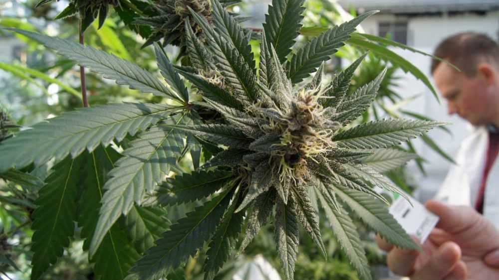 Oggi è la Giornata Mondiale della Marijuana, il cui nome in codice è 420 e ha un significato ben preciso