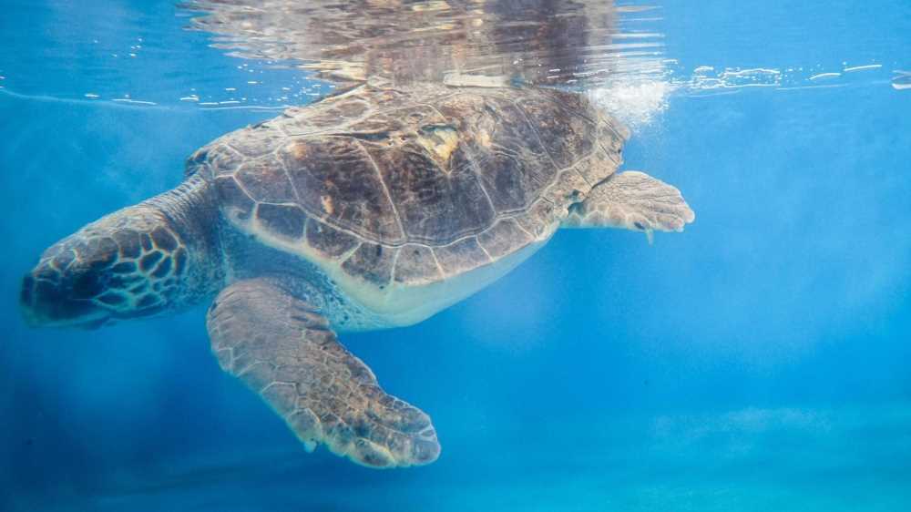 Oggi è la Giornata mondiale delle tartarughe marine: animali speciali, minacciati dall'inquinamento dei mari