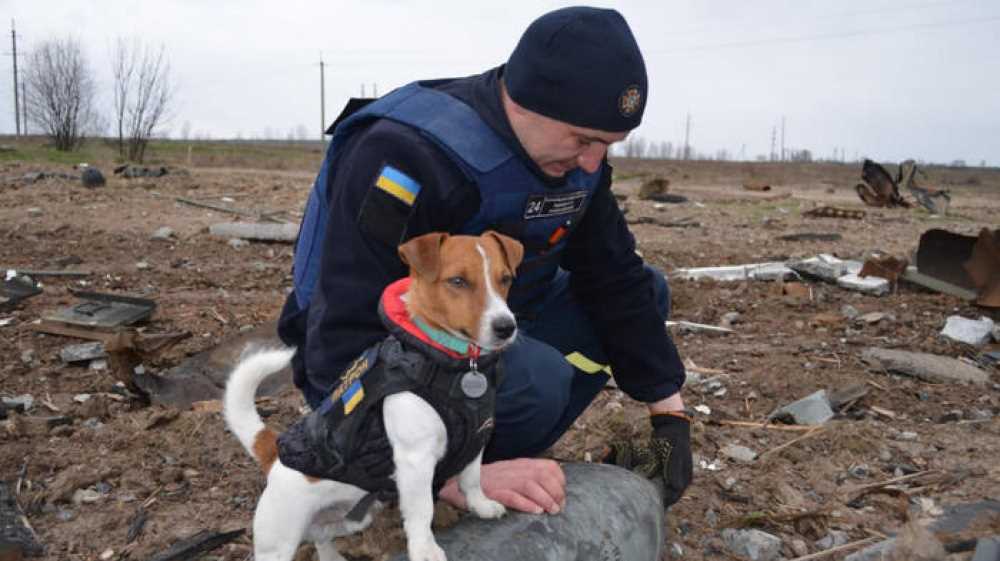 Patron, eroe d’Ucraina, ha un eccellente fiuto anti-mine, il jack russell è stato premiato dal presidente Zelensky