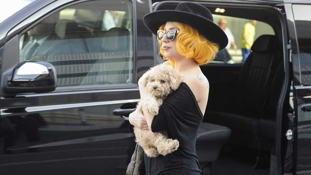 Rapiti a Hollywood due amati bulldog di Lady Gaga, ferito il dog sitter, lei si trova a Roma per lavoro