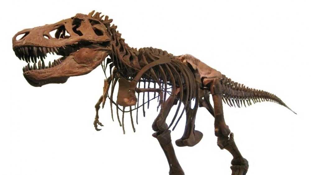 Rivoluzionaria scoperta, i cuccioli di tirannosauro alla nascita erano grandi quanto un cane di piccola taglia