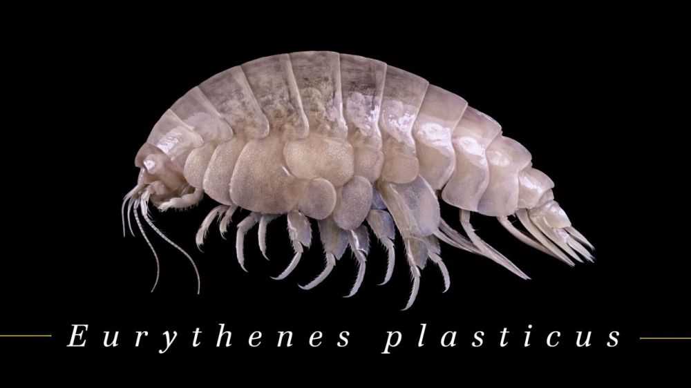 Scoperto nuovo crostaceo che presenta già residui di plastica