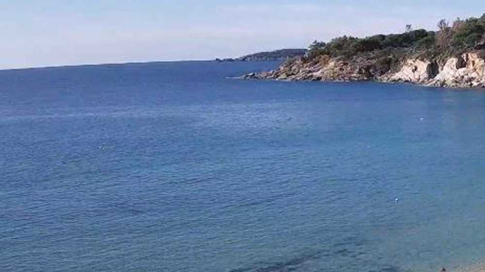 Sempre più meduse nel Mar Mediterraneo, cosa fare in caso di contatto