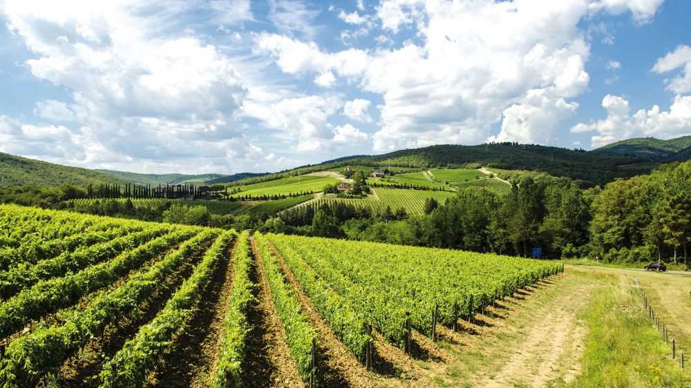 Si chiude la vendemmia 2019, calo del 20% rispetto allo scorso anno