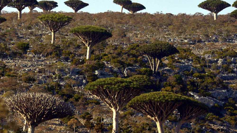 Socrota: aeroporto chiuso, 650 turisti, un centinaio italiani, bloccati sull'isola da giorni