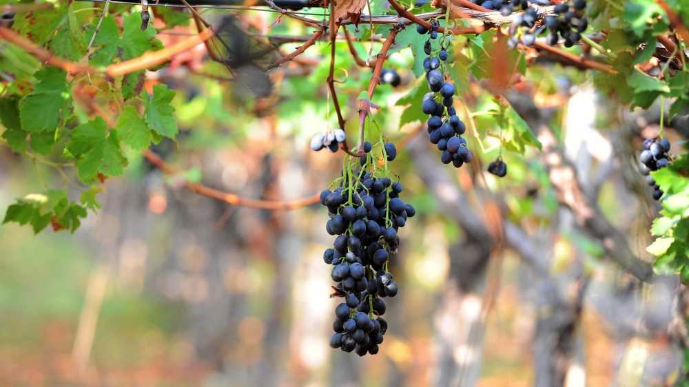 Sono sempre di più i Sommelier in Italia, si definiscono ambasciatori del made in Italy