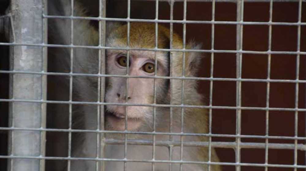 Svizzera, oggi il referendum sul divieto di sperimentazione sugli uomini e sugli animali. A Basilea, invece per i diritti alle scimmie