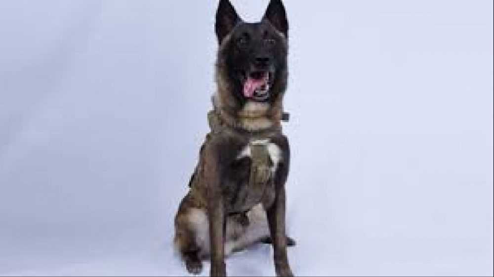 Trump omaggia il cane rimasto ferito nell'attacco ad