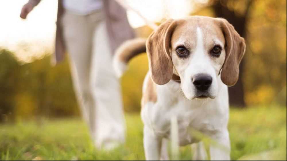 Un quadrupede ai tempi del coronavirus, cambiano forzatamente anche le abitudini dei nostri animali domestici