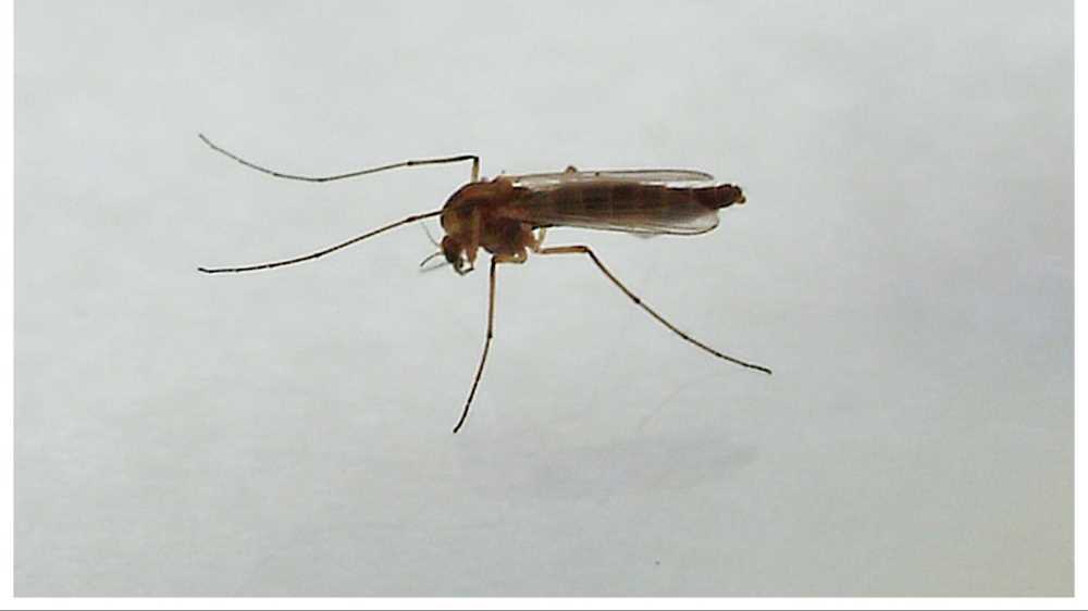 Virus West Nile: muore all'Ospedale Spallanzani un paziente 77enne fragile. E' la seconda vittima, in pochi giorni, nel Lazio
