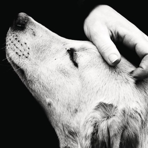 I migliori libri da leggere per ogni età, diamo uno sguardo a “Il treno di mezzanotte” e a “Animali che ci curano”