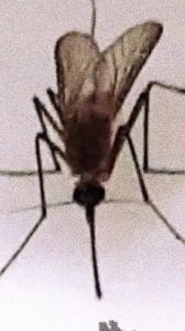 Esce "Zanzare" di Samuel Heron