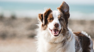 Giornata mondiale del cane, scopriamo perché si festeggia oggi e quali sono quelli più amati da Vip ed Influencer 