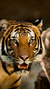 Giornata mondiale della tigre: ecco quelle più celebri del cinema e della Tv 